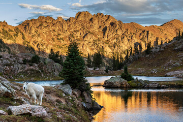Mountain goat near a lake with rocky hills in the background