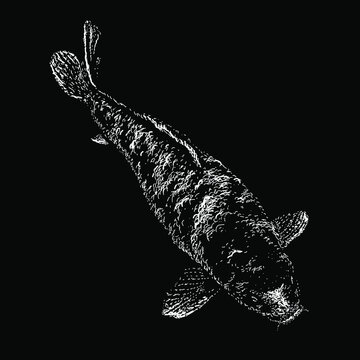 koi fish drawing vector illustration isolated on black background
