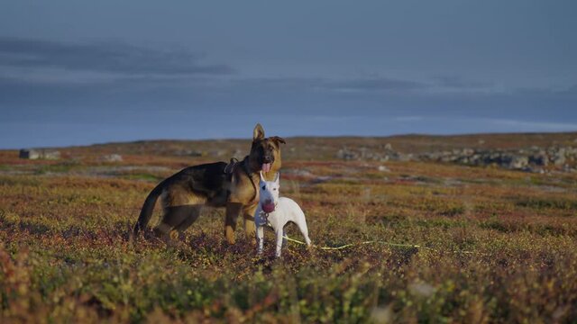 Tracking shot of two happy young dogs - an English bull terrier and a German shepherd standing in the field after playing.