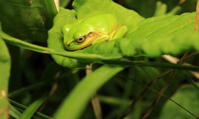 Surprised Face of Japanese Tree Frog on The Leaf