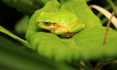 Body Line of Japanese Tree Frog on The Leaves