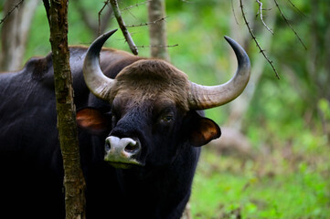 Indian Gaur or Indian bison grazing in the meadow