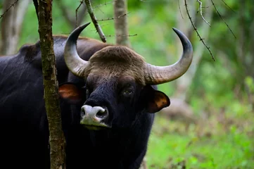 Fotobehang Indian Gaur or Indian bison grazing in the meadow © Rakshith/Wirestock