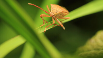 Stink Bug (Acanthosomatidae) on The Leaves