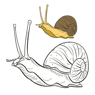  
Snail, vector drawing. Black and white image, coloring book for children.