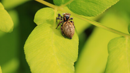 Back View of Jumping Spider (Carrhotus Xanthogramma) on The Leaves