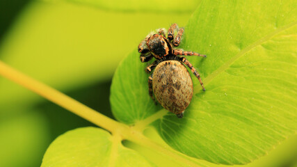 Climbing Jumping Spider (Carrhotus Xanthogramma) on The Leaves