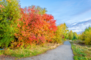 Fototapeta premium Autumn forest with trees and yellow leaves.