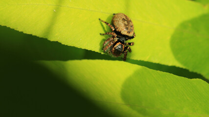Wary Jumping Spider (Carrhotus Xanthogramma) on The Leaves