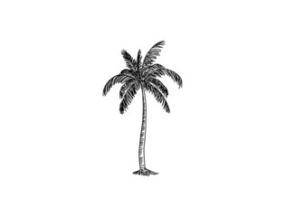 Hand drawn of palm tree vector illustrations