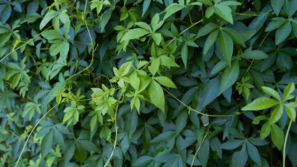 green leaves background