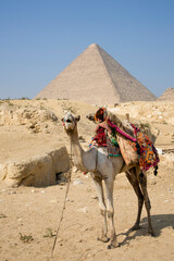 Camel in the desert in front of the pyramids of Giza, Egypt