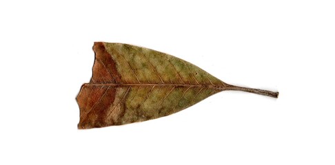 Leaf With Holes Eaten By Pests insects collection Isolated On White Background	
