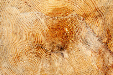 Naklejka premium cross section of tree trunk with year rings