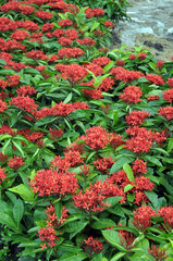 Naklejka premium red and green flowers