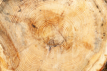 Naklejka premium cross section of tree trunk with year rings