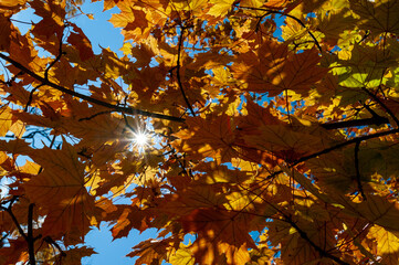 autumn leaves in the sun
