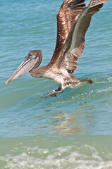 front view, medium distance of a brown pelican landing in tropical waters of gulf of Mexico, on sunny morning