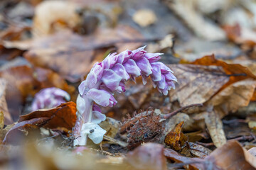 Toothwort.Lathraea squamaria parasitic flowers in bloom, amazing light pink white flowering plants.