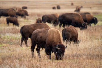 American Bison in Grand Teton National Park