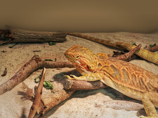 Close-up Exotic Iguana on Wood Sticks and Sand
