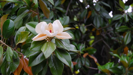 white magnolia flower close-up.  © Markiian Pankiv