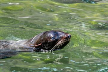 Obraz premium Northern Fur Seal (Callorhinus ursinus) at sea off St. George Island, Pribilof Islands, Alaska, USA