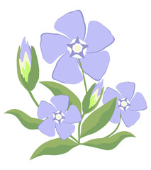 Vector isolated illustration of periwinkle flower in light pastel colors. Elegant simple plant, that has lavender color.