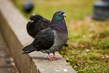 City doves or City pigeons crowd streets and public squares.