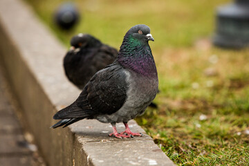 City doves or City pigeons crowd streets and public squares.