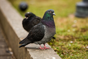 City doves or City pigeons crowd streets and public squares.