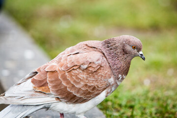 City doves or City pigeons crowd streets and public squares.