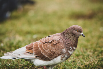 City doves or City pigeons crowd streets and public squares.