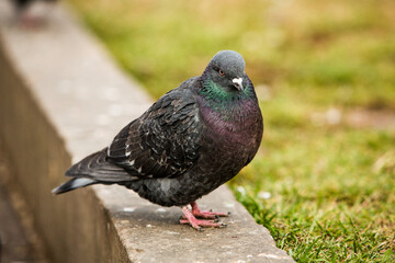 City doves or City pigeons crowd streets and public squares.