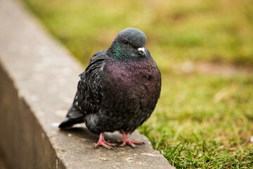 City doves or City pigeons crowd streets and public squares.