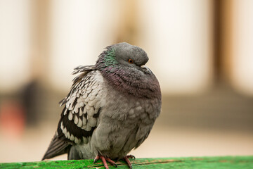 City doves or City pigeons crowd streets and public squares.