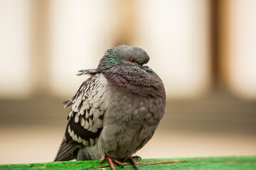 City doves or City pigeons crowd streets and public squares.
