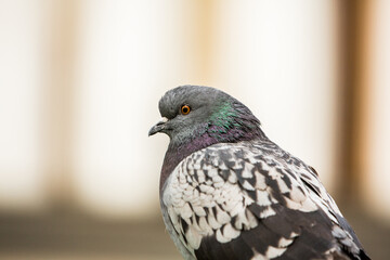City doves or City pigeons crowd streets and public squares.
