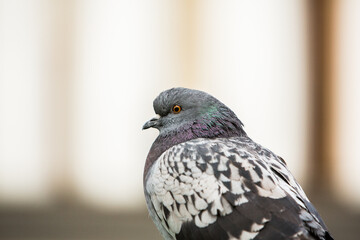 City doves or City pigeons crowd streets and public squares.