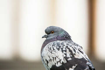 City doves or City pigeons crowd streets and public squares.