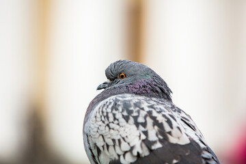 City doves or City pigeons crowd streets and public squares.