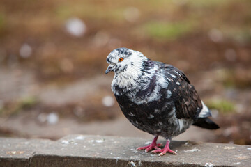 City doves or City pigeons crowd streets and public squares.