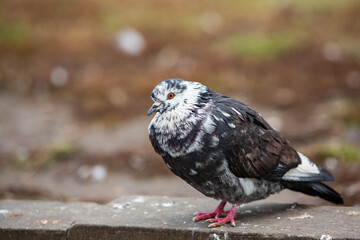 City doves or City pigeons crowd streets and public squares.