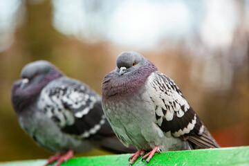 City doves or City pigeons crowd streets and public squares.