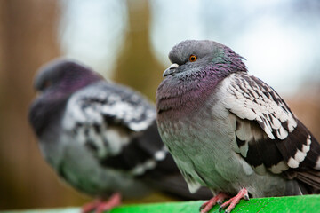 City doves or City pigeons crowd streets and public squares.