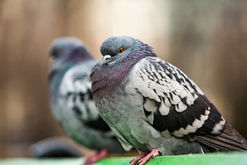 City doves or City pigeons crowd streets and public squares.