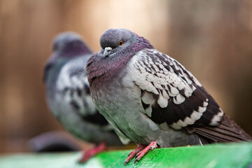 City doves or City pigeons crowd streets and public squares.