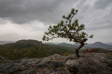 Einsamer Baum im Morgennebel.