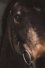 Pferd / Pony / Blick
