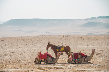 Horse and camels in the desert in front of the pyramids of Giza, Egypt